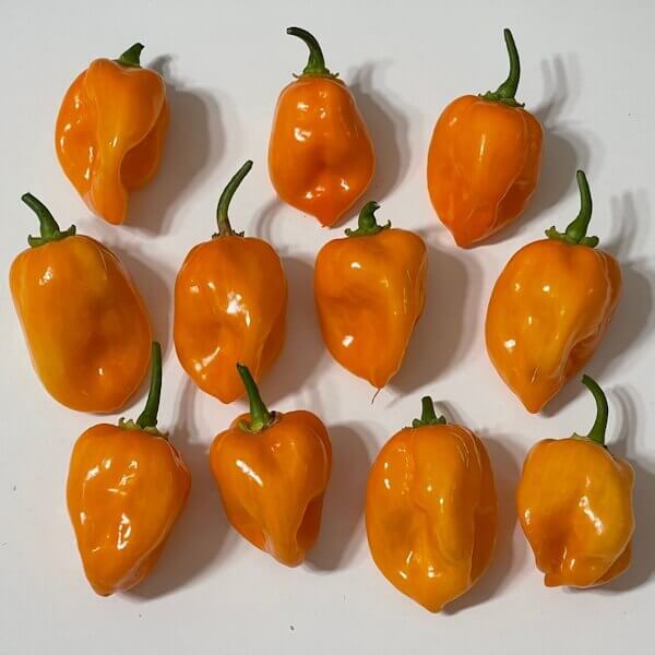 Habanero Orange